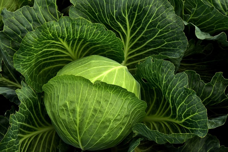 Spinach